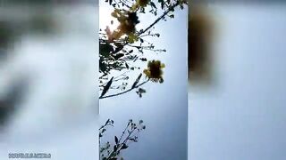 शादीसुदा पड़ोसन को खेत में चोदा